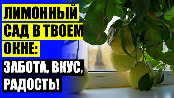 🔵 Как вырастить из косточки лимон ❕ Как привить лимон из косточки