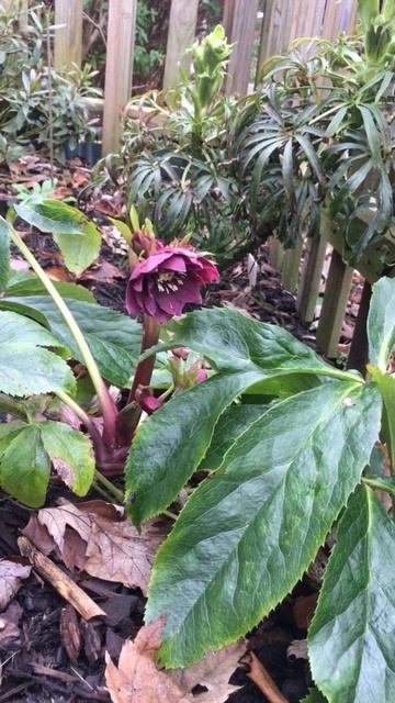 Helleborus - winterbloeier in de tuin #tuin #tuinieren #helleborus