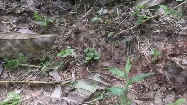 Amazing ants of Thailand