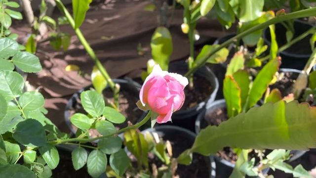 David Austin Bare Root Rose Eustacia Vye First Bloom After 2 Months Planting