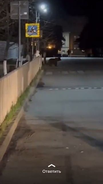 Медведь бегает по городу в Карачаевске
