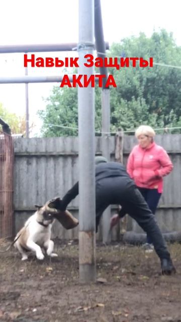 Навык защиты !!!/ АКИТА !!!/ Акита защита !!!/ Кинология !!!
