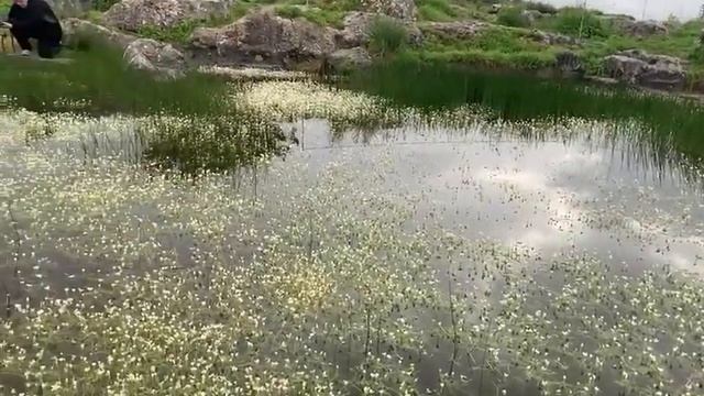 Расцветают лилии