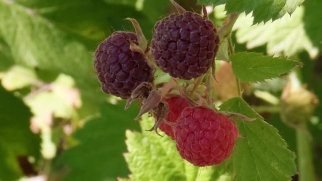 Black Raspberry