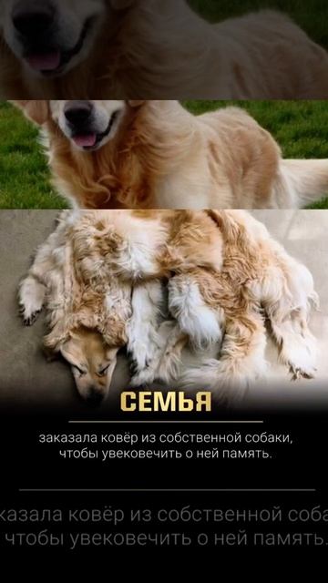 Ковер из собаки#shorts