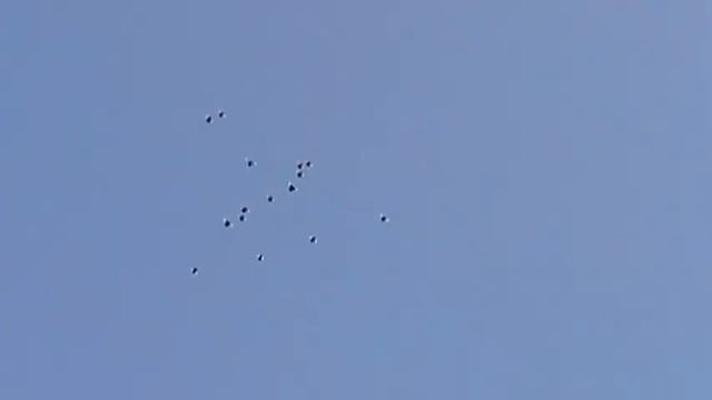 Курские голуби 18.03.12 г.