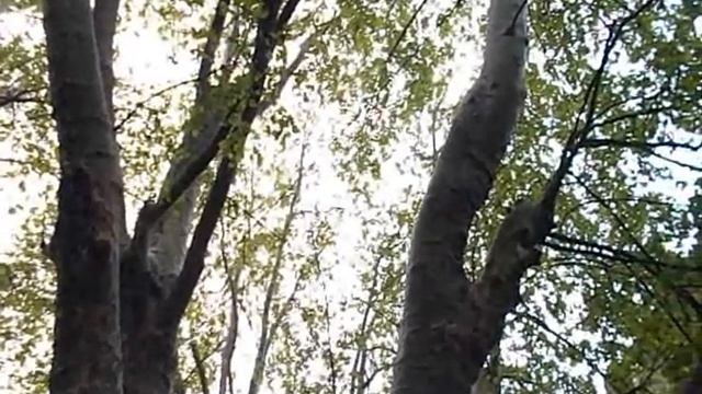 Старейшее дерево г. Адлер.