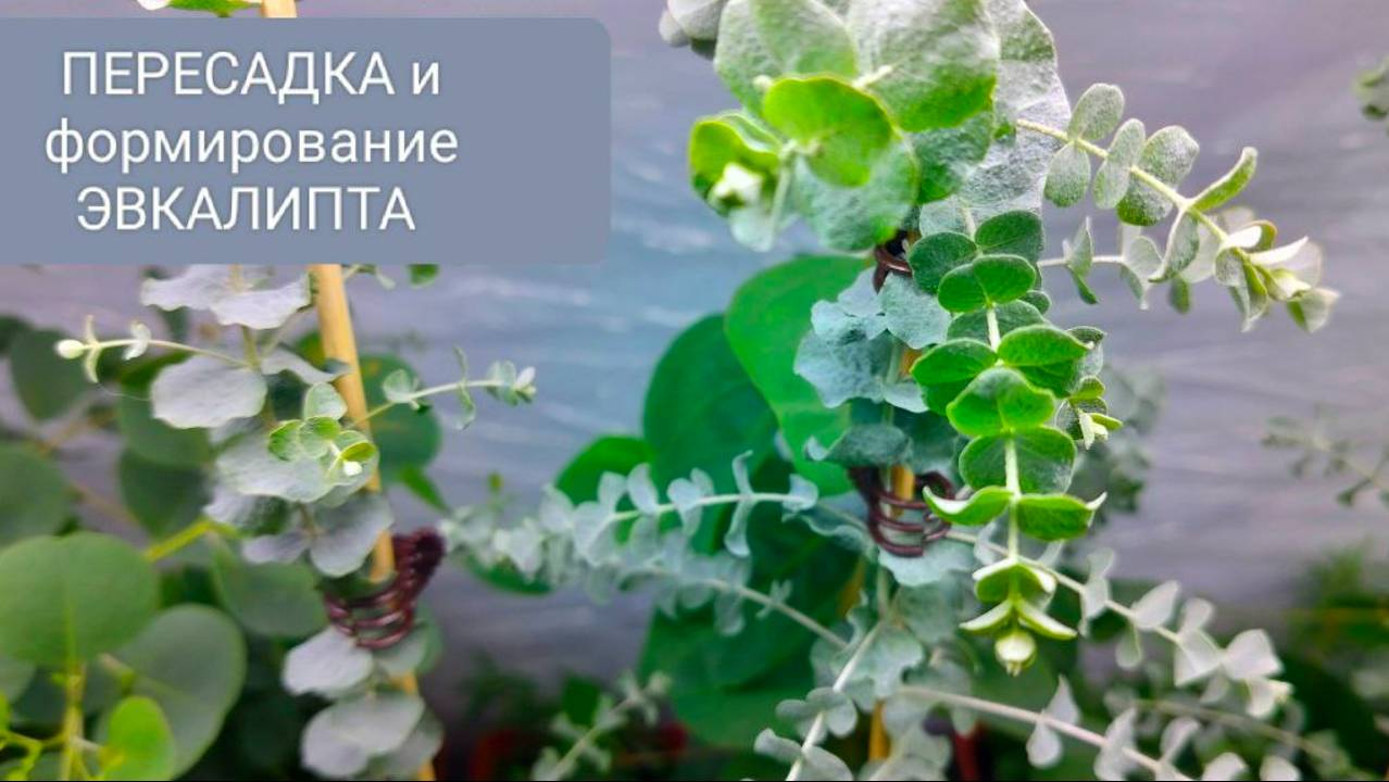 🌳ПЕРЕСАДКА ЭВКАЛИПТА ДЛЯ ПЫШНОСТИ И КРАСИВОГО СТВОЛА