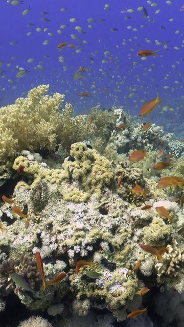 Египет | коралловый сад