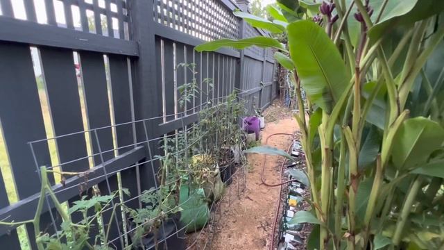 Mid September Garden Tour: north border