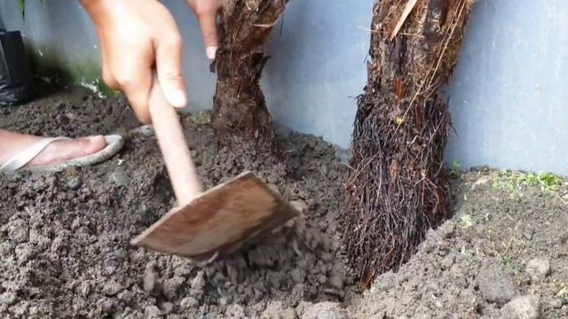 Cara menanam pakis ekor monyet | How to grow and care for ferns