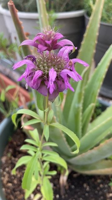 Purple Wild Herb Lemon Bergamot Flower #shorts #shortsfeed #shortsvideo #gardenshorts #sundayfunday