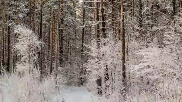 Зимний лес.