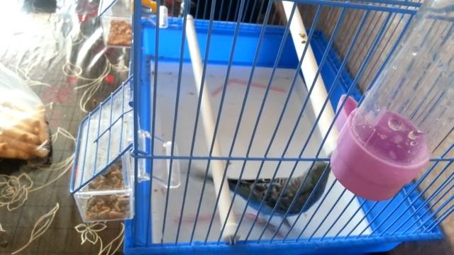 В прошлой жизни он был котом