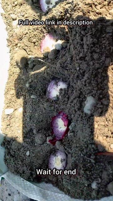 Onion plant harvesting at home#shorts#grow onions at home