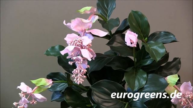 EuroGreens Kunstpflanze Medinilla