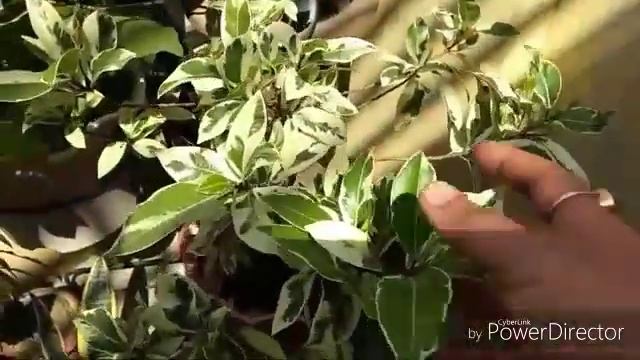 20 INDOOR PLANTS in INDIA with names कुछ indoorplant for Hanging basket balcony Air purifier plant