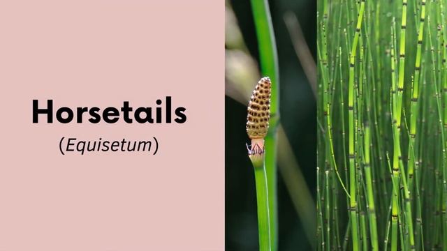 What are Non flowering plants? || 10 Examples of Non Flowering plants