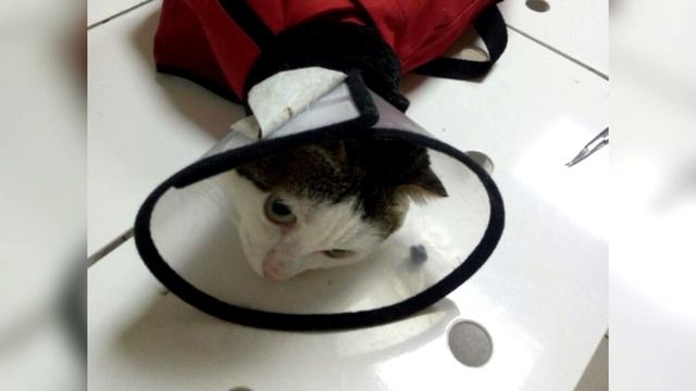 Когда кот надоел, от него решили избавиться. Посмотрите, что с ним сделали!