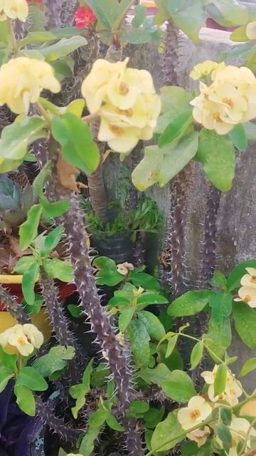 yellow euphorbia/Euhorbia mili plant#terracegarden #youtubeshorts