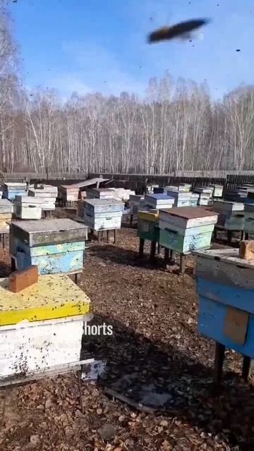 29 Марта пчела пошла на облет.#bee #Flying around a bee