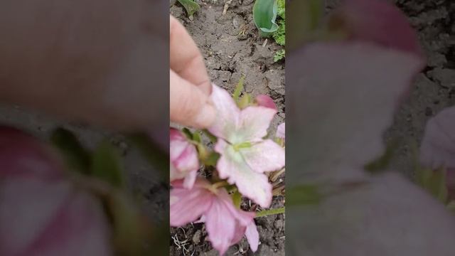 Перші весняні квіти  на моїй клумбі!  Вітаю всіх з Вербною неділею!