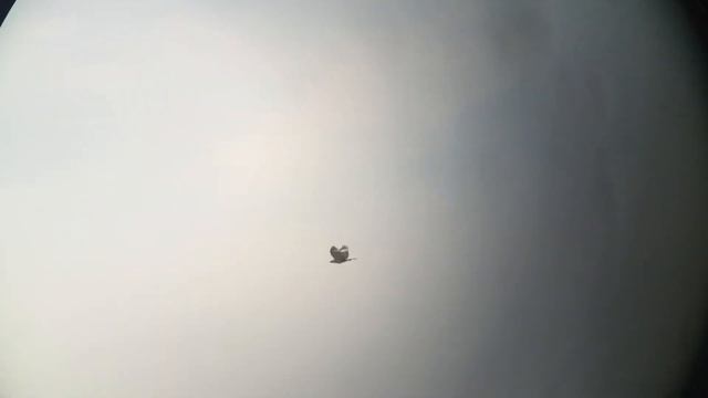 Ørnevåge, Long-legged Buzzard, Buteo rufinus. Skagen, Denmark, 7 Jun. 2016