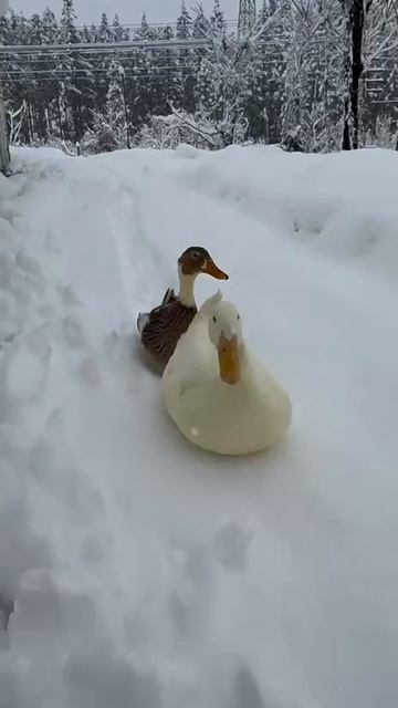 уточки