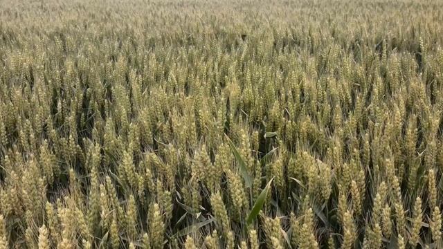 सपने  में  गेहूँ  देखना. विभिन्न  अवस्थाऐं. Seeing  wheat in  dreams.