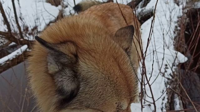 рыжий пёс. рыжий пёс идёт за хозяином. зимний пейзаж. прогулка с собакой