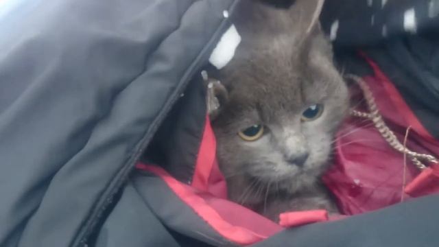 Какие то добрые люди оставили для нас в чистом поле Британского котёнка