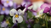 Beautiful Pansy Flowers | Pansy Photos