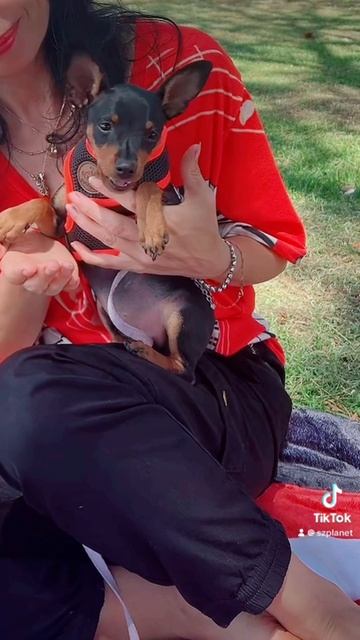 Встречалась с Машей и ее щенком. Обсуждали вероломство служб, которые забрали мою собаку. Не выспавш