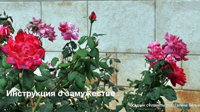 6. Инструкция о замужестве #galiagray