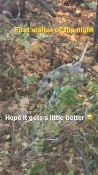 Opossum! First visitor of the evening! #getoutdoors #bowseason #whitetailhunting #opossums