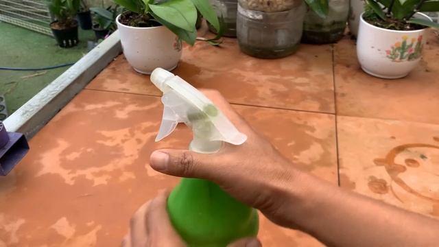 Magic tip! Orchids simultaneously took root and bloomed many brilliant flowers