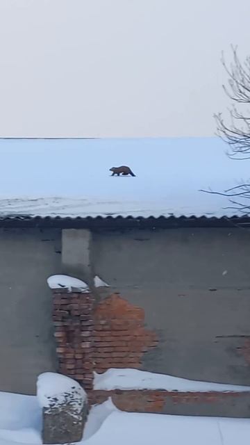 Красавец #соболь случайно встретили когда поехали домой жалко быстро убежал #крапивинский #соболь