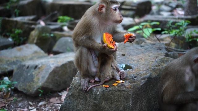 Luna got a big papaya to eat & baby Lucie learn to eat like her mama so sweetie