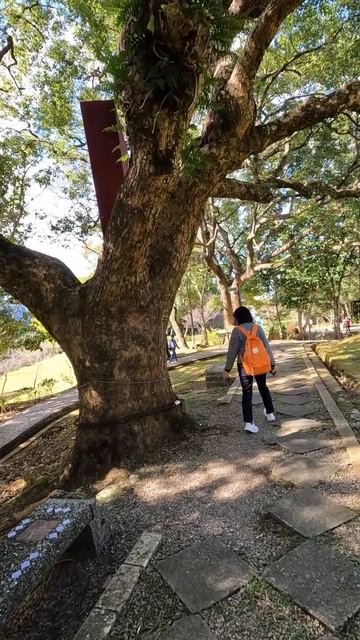 角板山行館園區的百年老樟樹 (The century-old camphor tree in Jiaobanshan Hotel Park)