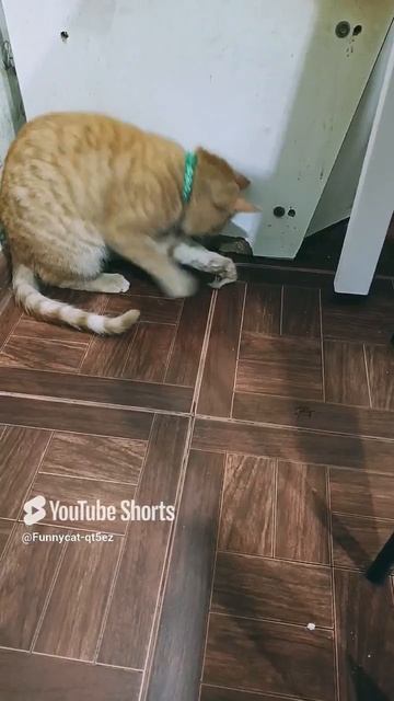 Мурзик играет с мясом