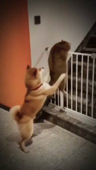 Японец Сиба Ину помог русскому коту