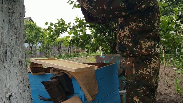 Пересадка пойманых пчел