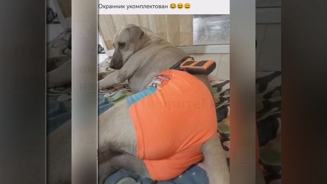 Приколы: Мам, а Карлсон вернётся?