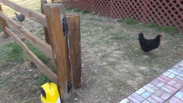 chicken minnow feeding