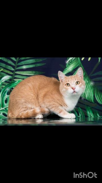 ❤ Добрый ласковый котик Лева ищет свою семью! 🏡 🐈