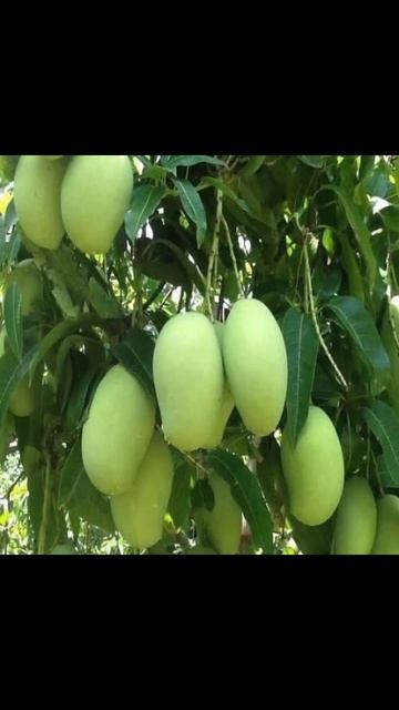 Buy online visit us - https://agriarth.com @Aagriarth  #fruitplant #onlineshopping #youtubeshorts