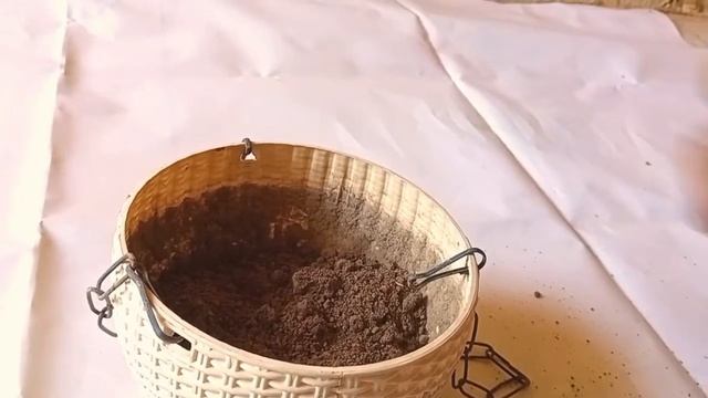 सूखते सिंघोनियम प्लांट को कैसे बचाएं। how to save syngonium plant |syngonium #Anmolprakriti