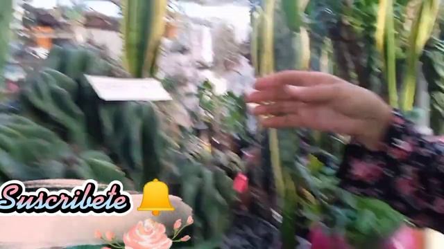 Cómo cuidar tus cactus  Monstruosos,además verás cuántas variedades tengo.🌵😃