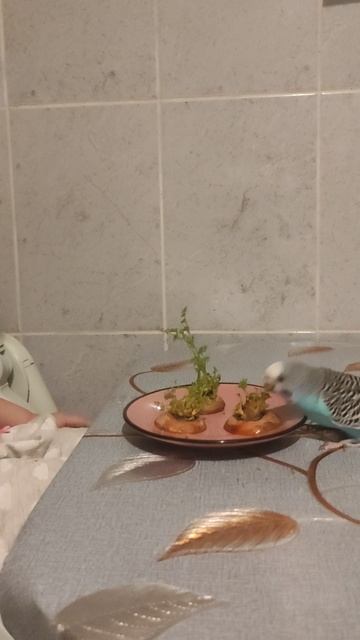 Зимние игощения для попугаев, когда свежей травки нет