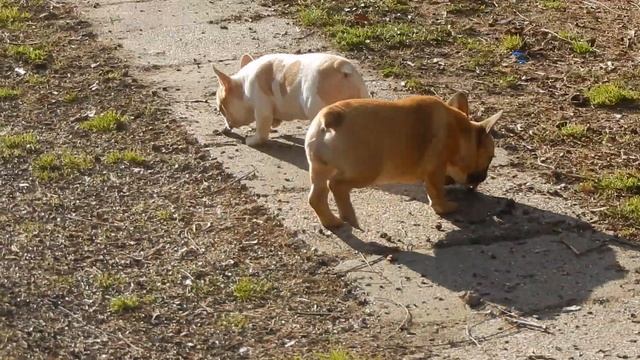 Canasta & Cassiopeia 4 months 4